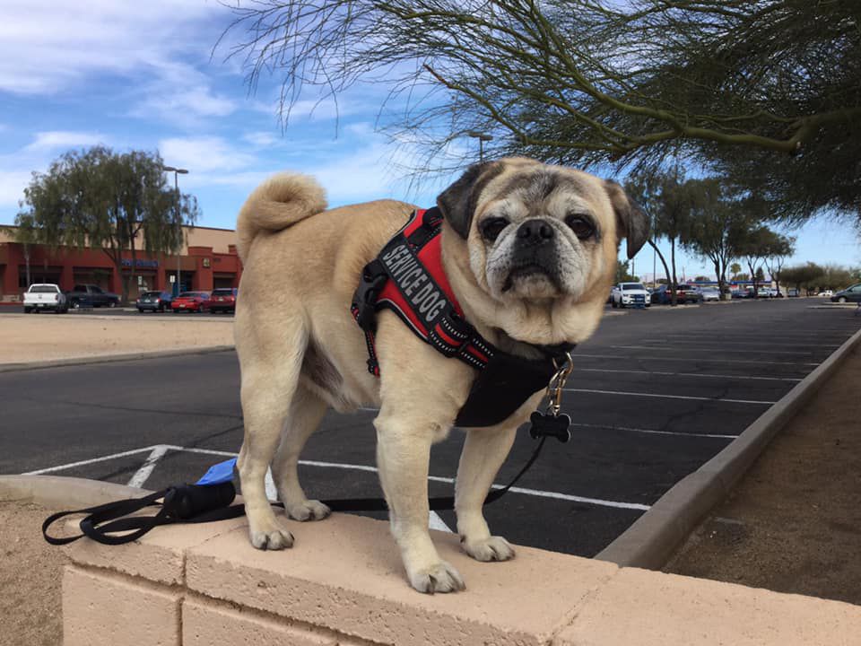 Readers pet photos